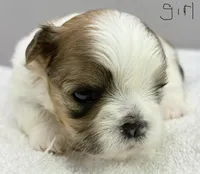 Lola , a female Shih Tzu for sale in Clinton, NC – 2 of 5