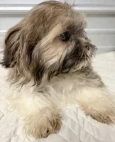 BeeBee , a female Shih Tzu for sale in Clinton, NC – 3 of 4