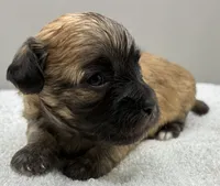 Champion, a male Maltipoo for sale in Clinton, NC – 2 of 5