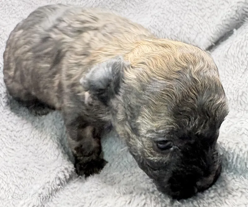 Milo, a male Poodle - Toy  for sale in Clinton, NC – Photo 1 of 7