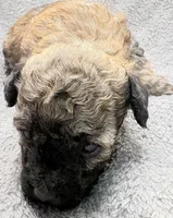 Milo, a male Poodle - Toy  for sale in Clinton, NC – Photo 5 of 7