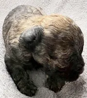 Milo, a male Poodle - Toy  for sale in Clinton, NC – Photo 2 of 7