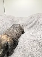 Milo, a male Poodle - Toy  for sale in Clinton, NC – Photo 7 of 7