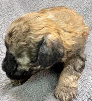 Milo, a male Poodle - Toy  for sale in Clinton, NC – Photo 3 of 7