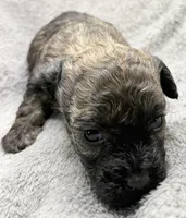 Milo, a male Poodle - Toy  for sale in Clinton, NC – Photo 6 of 7