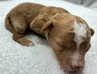 Ryder, a male Poodle - Toy  for sale in Clinton, NC – 2 of 4