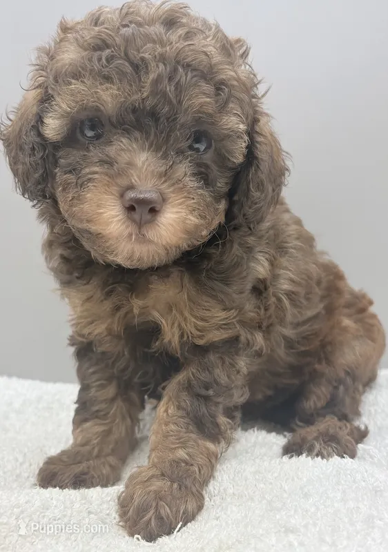 Xavier – Poodle - Toy  puppy on hold in Clinton, NC