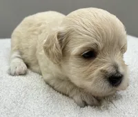 Shiloh , a male Maltipoo for sale in Clinton, NC – 3 of 3