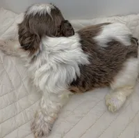Chewy , a male Shih Tzu for sale in Clinton, NC – 5 of 5