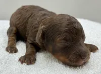 Maverick , a male Poodle - Toy  for sale in Clinton, NC – 2 of 3