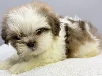 Benji, a male Shih Tzu for sale in Clinton, NC – 2 of 5