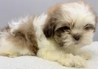 Benji, a male Shih Tzu for sale in Clinton, NC – 5 of 5