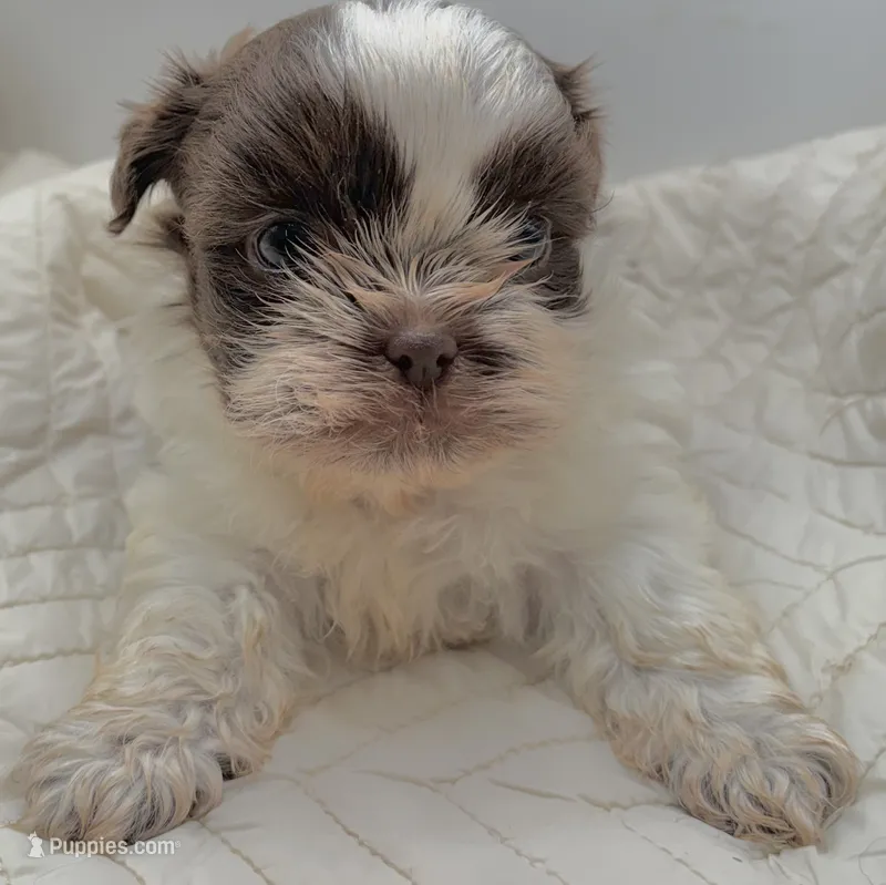 Chewy  – Shih Tzu puppy for sale in Clinton, NC