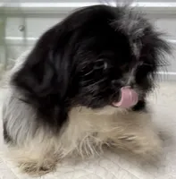 Pebbles , a female Shih Tzu for sale in Clinton, NC – 3 of 8