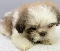 Benji, a male Shih Tzu for sale in Clinton, NC – 4 of 5