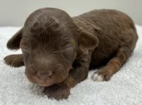 Maverick , a male Poodle - Toy  for sale in Clinton, NC – 2 of 3