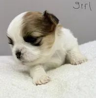 Lola , a female Shih Tzu for sale in Clinton, NC – 3 of 5