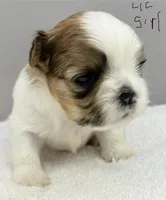 Maisie, a female Shih Tzu for sale in Clinton, NC – 7 of 7
