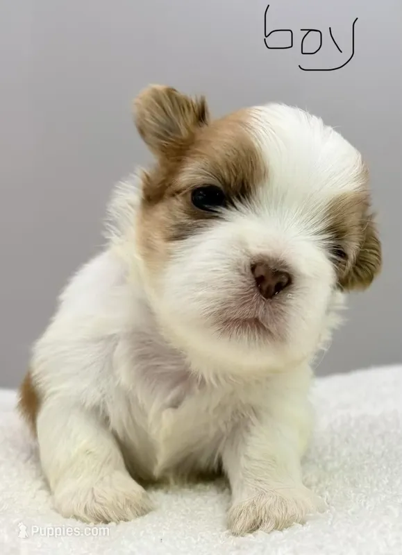 Benji – Shih Tzu puppy for sale in Clinton, NC