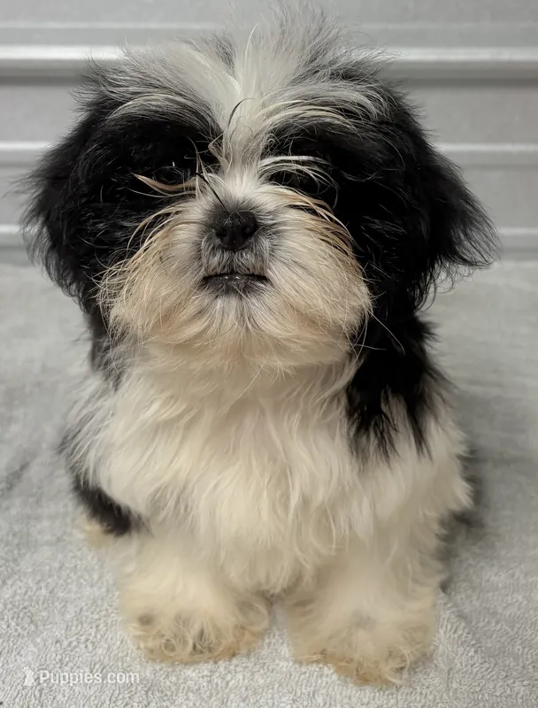 Oreo  – Shih Tzu puppy for sale in Clinton, NC