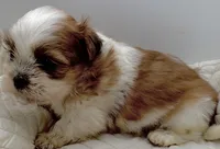 Wizer , a male Shih Tzu for sale in Clinton, NC – 5 of 5