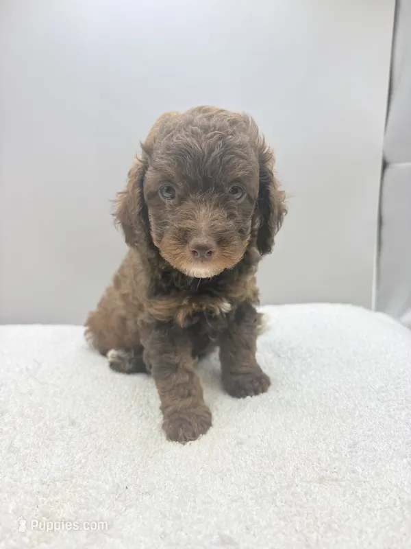 Xavier – Poodle - Toy  puppy on hold in Clinton, NC