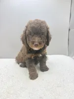 Xavier, a male Poodle - Toy  for sale in Clinton, NC – 1 of 8