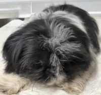 Pebbles , a female Shih Tzu for sale in Clinton, NC – 6 of 8