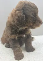 Xavier, a male Poodle - Toy  for sale in Clinton, NC – 4 of 8