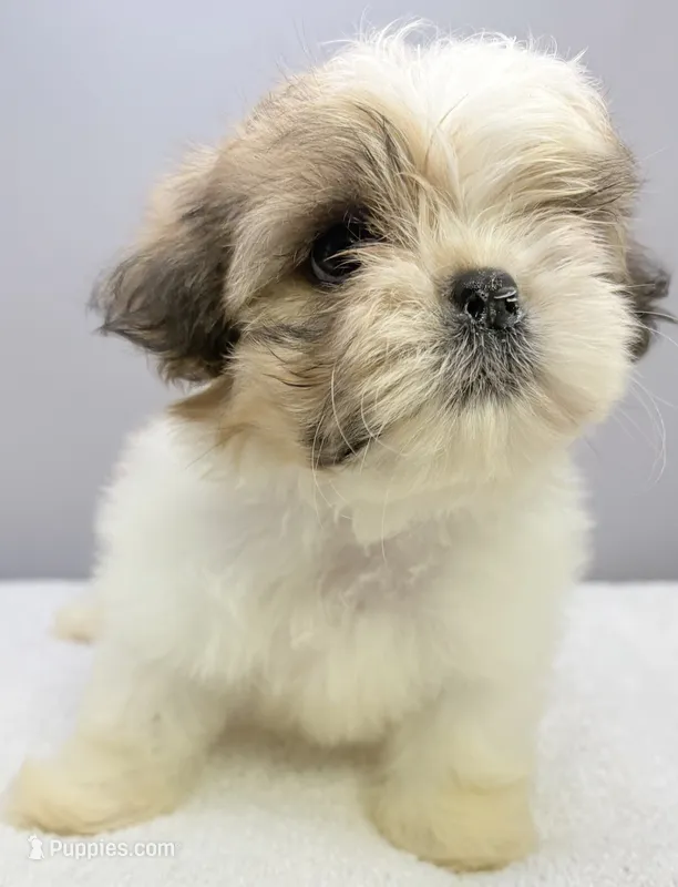 Lola  – Shih Tzu puppy for sale in Clinton, NC