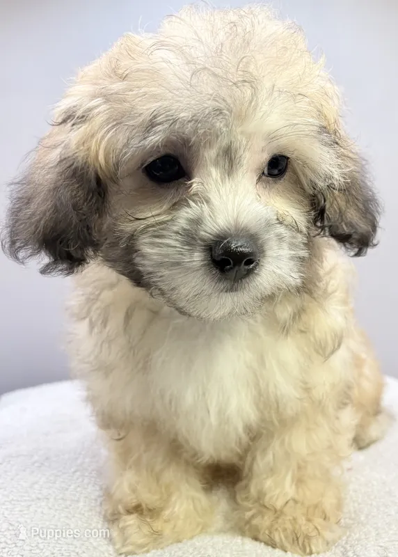 Champion – Maltipoo puppy for sale in Clinton, NC