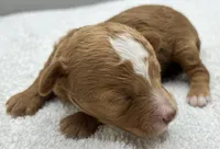 Ryder, a male Poodle - Toy  for sale in Clinton, NC – 3 of 4