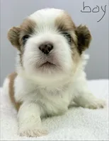 Benji, a male Shih Tzu for sale in Clinton, NC – 6 of 6