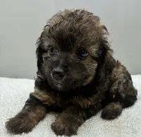 Bandit , a male Poodle - Toy  for sale in Clinton, NC – 3 of 5