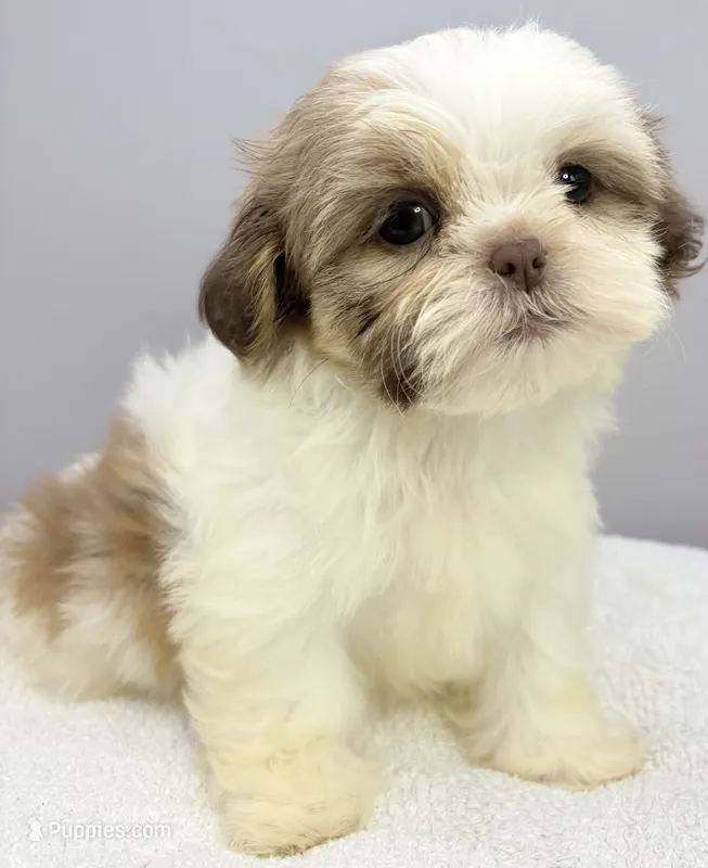 Maisie – Shih Tzu puppy for sale in Clinton, NC