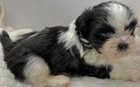 Oreo , a male Shih Tzu for sale in Clinton, NC – 4 of 6