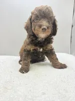 Xavier, a male Poodle - Toy  for sale in Clinton, NC – 5 of 8