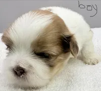 Benji, a male Shih Tzu for sale in Clinton, NC – 5 of 6