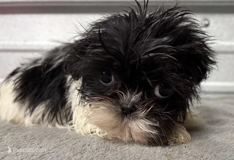 Pebbles  – Shih Tzu puppy for sale in Clinton, NC