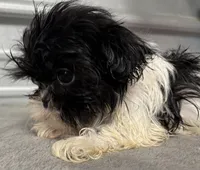 Pebbles , a female Shih Tzu for sale in Clinton, NC – Photo 3 of 7