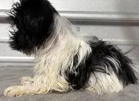 Pebbles , a female Shih Tzu for sale in Clinton, NC – Photo 7 of 7