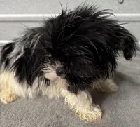 Pebbles , a female Shih Tzu for sale in Clinton, NC – Photo 2 of 7