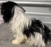 Pebbles , a female Shih Tzu for sale in Clinton, NC – Photo 6 of 7