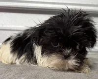 Pebbles , a female Shih Tzu for sale in Clinton, NC – Photo 5 of 7