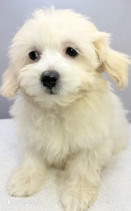 Yesi  – Maltipoo puppy for sale in Clinton, NC