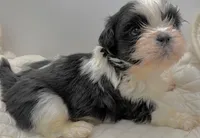 Oreo , a male Shih Tzu for sale in Clinton, NC – 5 of 6