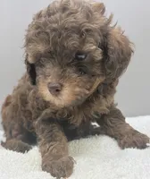 Ryder, a male Poodle - Toy  for sale in Clinton, NC – 3 of 5