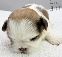 Maisie, a female Shih Tzu for sale in Clinton, NC – 2 of 7
