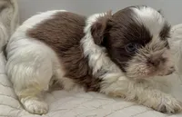 Chewy , a male Shih Tzu for sale in Clinton, NC – 2 of 5