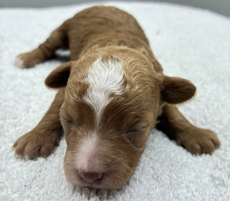 Ryder – Poodle - Toy  puppy for sale in Clinton, NC